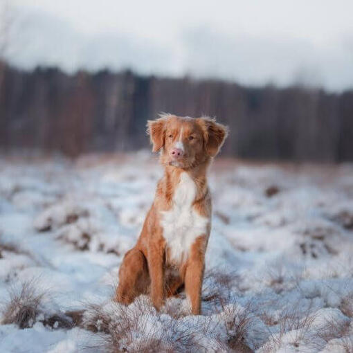 Retriever debout dans la neige