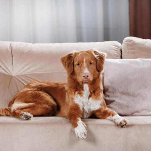 Retriever allongé sur le canapé