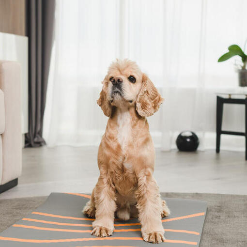 Cocker américain assis sur le tapis