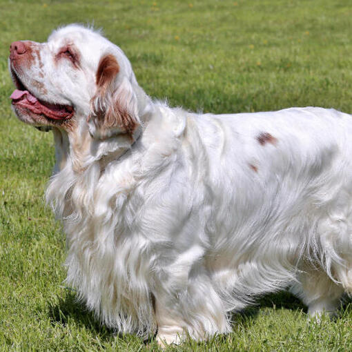 lichtgekleurde spaniel staande op het gras