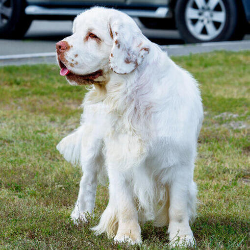 lichtgekleurde spaniel staande op het gras
