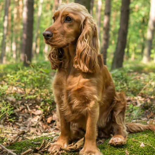 Cocker-spaniël zittend in het bos