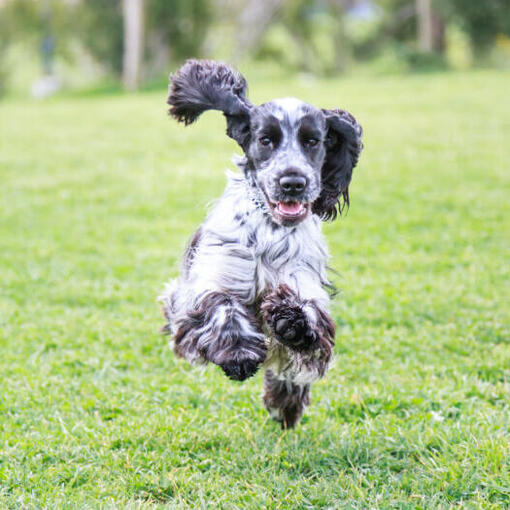 Cocker Spaniel noir et blanc en cours d'exécution