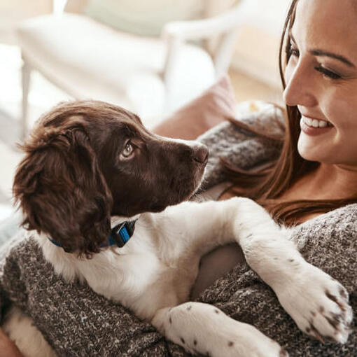 Vrouw met Engelse Springer Spaniel puppy