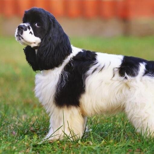 Hondenras Amerikaanse Cocker-spaniël