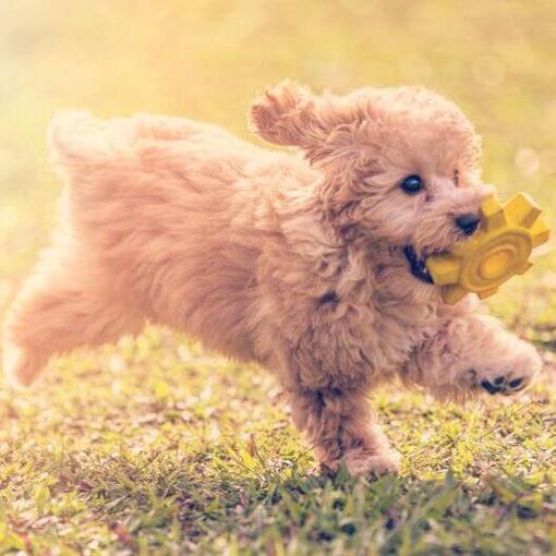 Poodle Toy joue et saute dans le jardin par une chaude journée d'été
