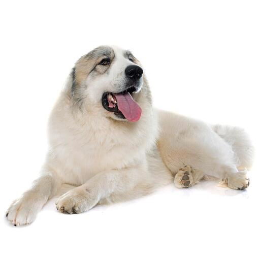 Pyreneese berghondenras
