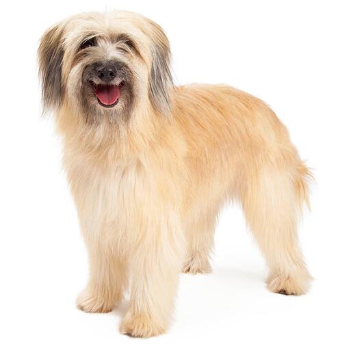 Pyreneese herdershond hondenras