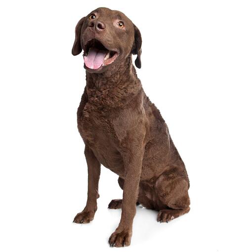 Retriever (Chesapeake Bay) hondenras