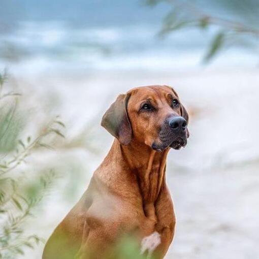 Rhodesian Ridgeback sur la plage