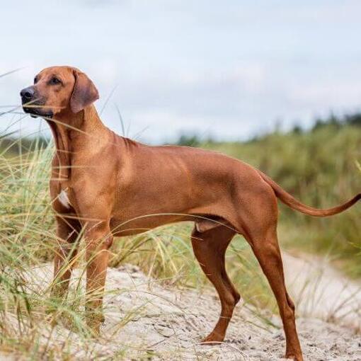 Rhodesian Ridgeback staande op het zand