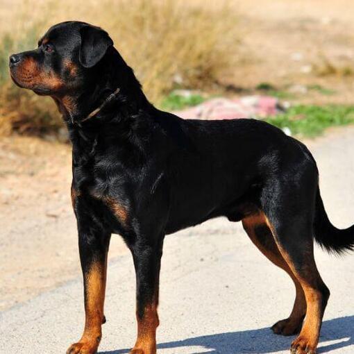 Rottweiler staande op de weg