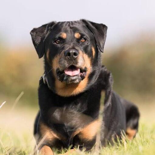 Race de chien Rottweiler