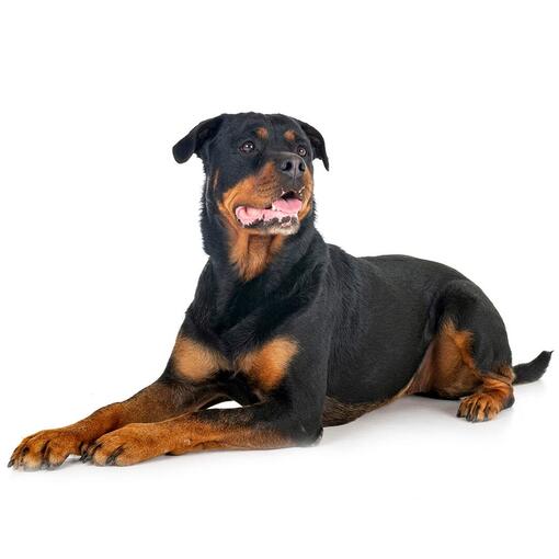 Rottweiler hondenras
