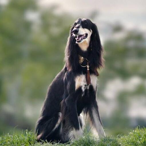 saluki hond zittend op de heuvel