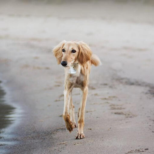 salukihond die op het strand loopt