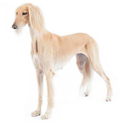 Saluki hondenras