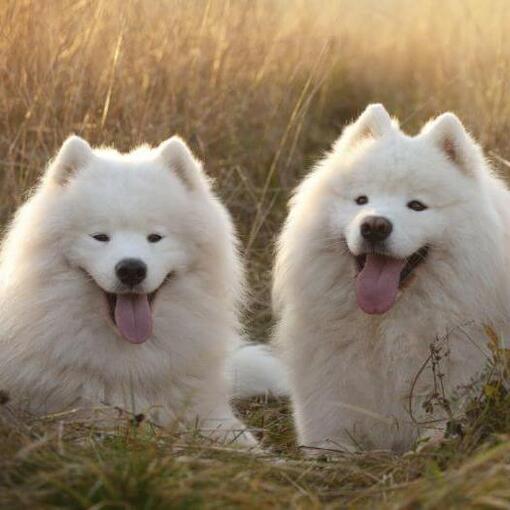 Drie Samojeed-honden liggen in het veld