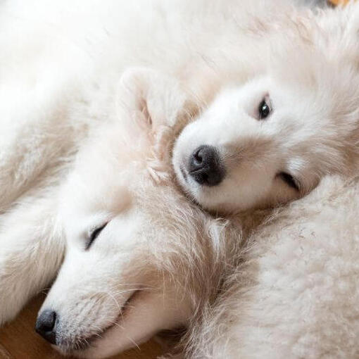 Twee Samojeed-honden slapen