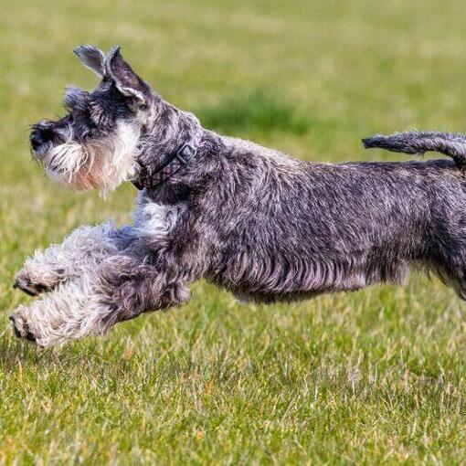 Schnauzer Standard joue et saute sur l'herbe