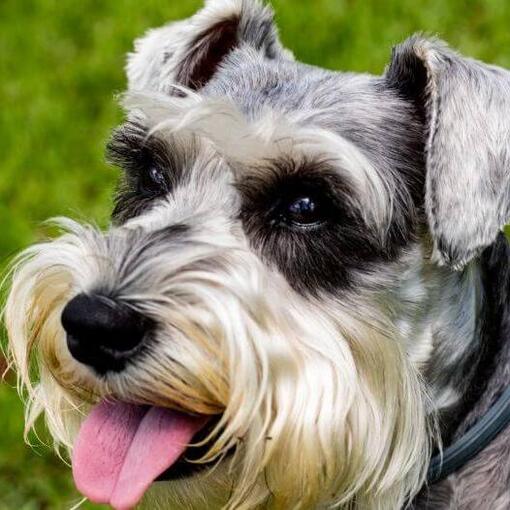 Schnauzer Standard sourit
