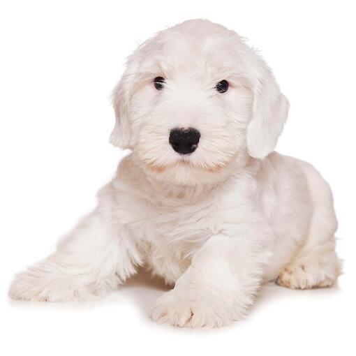 Race de chien Sealyham Terrier