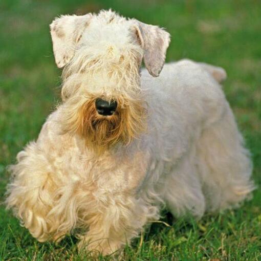 Sealyham Terrier jouant dans le jardin
