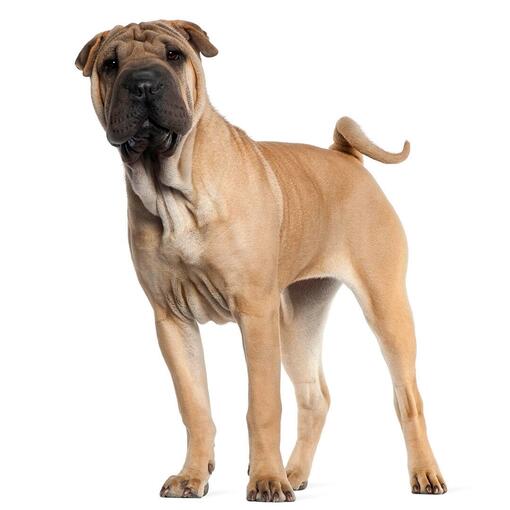 Race de chien Shar Pei