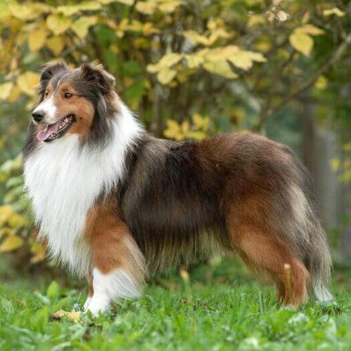 Shetland Sheepdog staande in het park