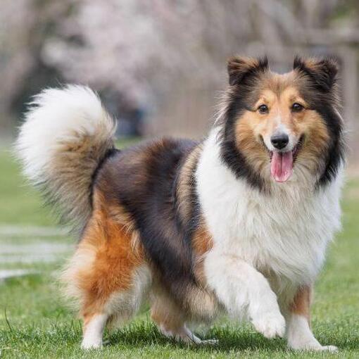 Shetland Sheepdog die op groen gras loopt