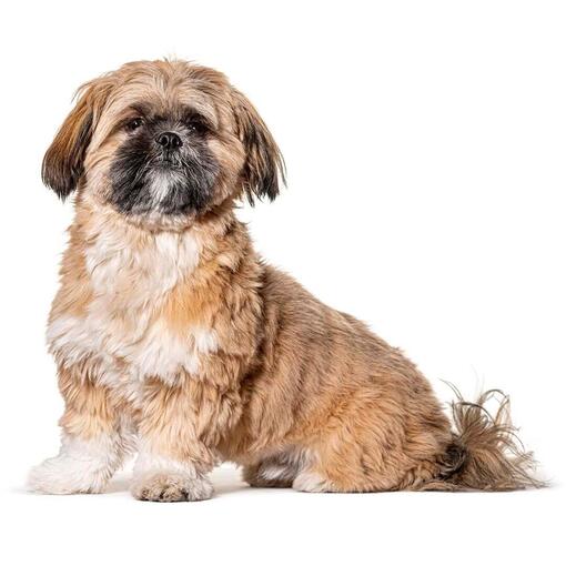 Race de chien Shih Tzu