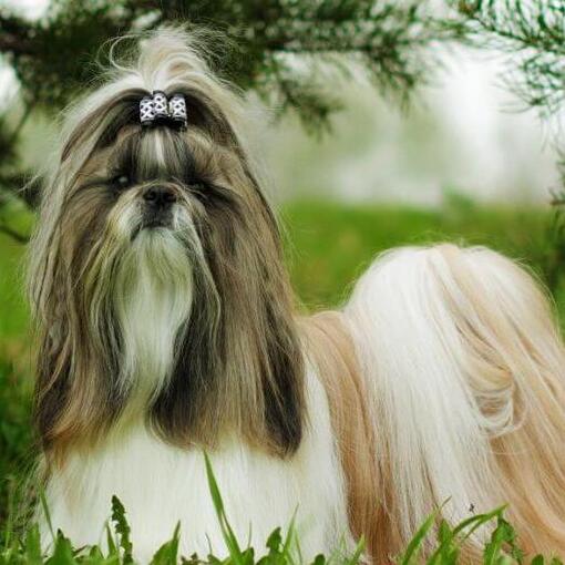 shih tzu-hond die naast pijnbomen staat