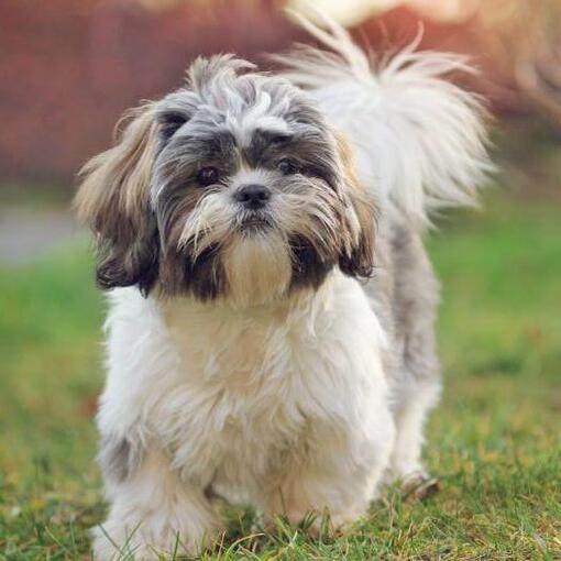 shih tzu-hond die op gras loopt