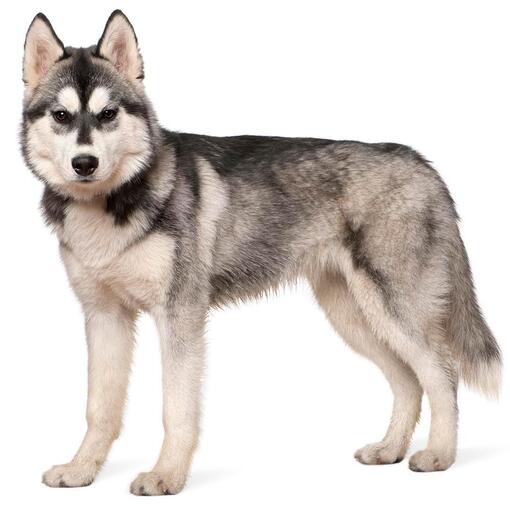 Siberische Husky hondenras
