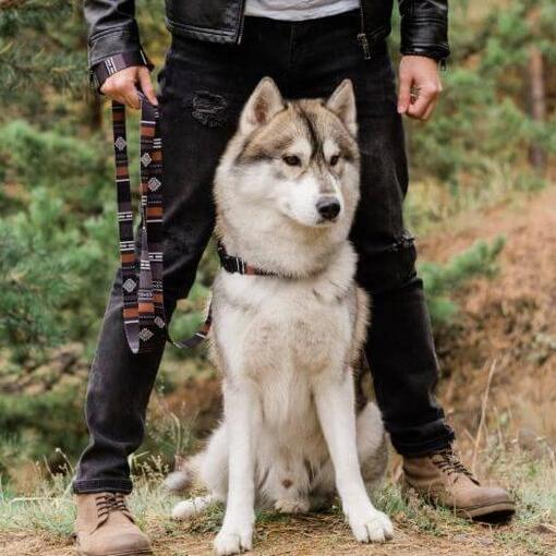 Husky zit naast eigenaar
