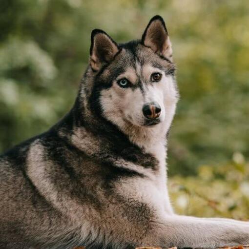Husky in het bos