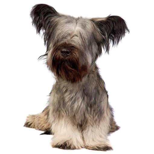 Race de chien Skye Terrier