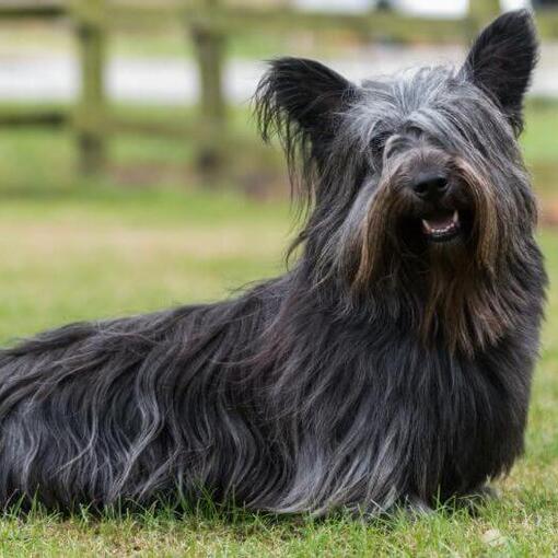Donkergrijze Sky Terrier zittend op het groene gras