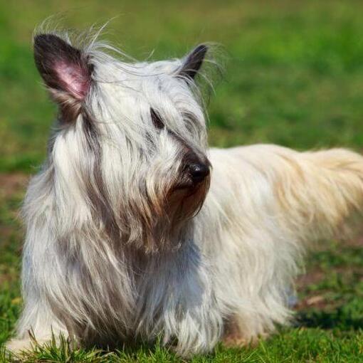 Light Sky Terrier marchant sur l'herbe