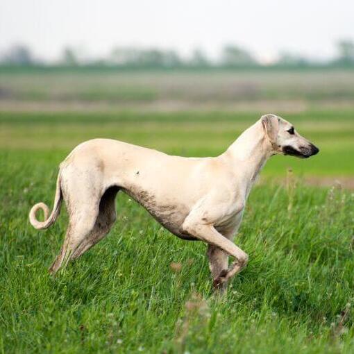 Sloughi speelt in het veld