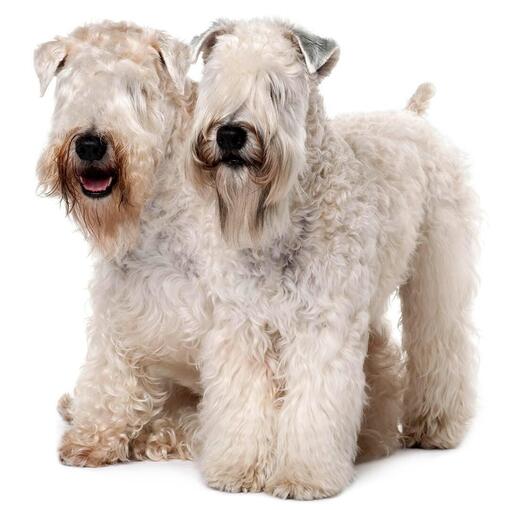 Zacht gecoate Wheaten Terrier hondenras