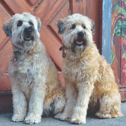 twee terriers zitten op de stoep