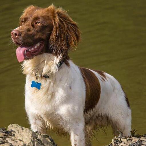Spaniel (Welsh Springer) die zich dichtbij het water bevindt