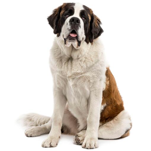 St. Bernard hondenras