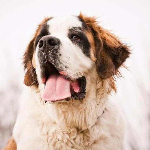 St. Bernard hondenras