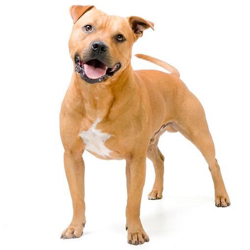 Race de chien Staffordshire Bull Terrier