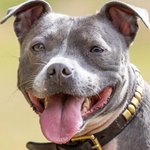 Staffordshire Bull Terrier avec langue