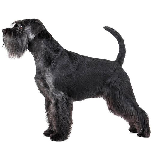 Race de chien Schnauzer standard