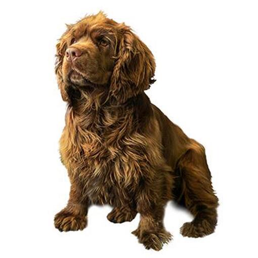 Sussex Spaniel hondenras