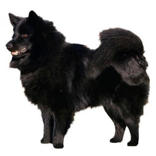 Zweeds Lappenhond hondenras